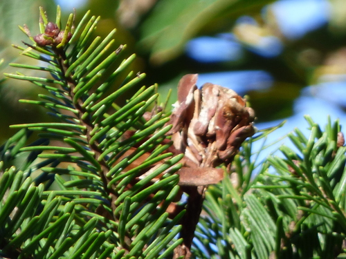 Guatemalan fir