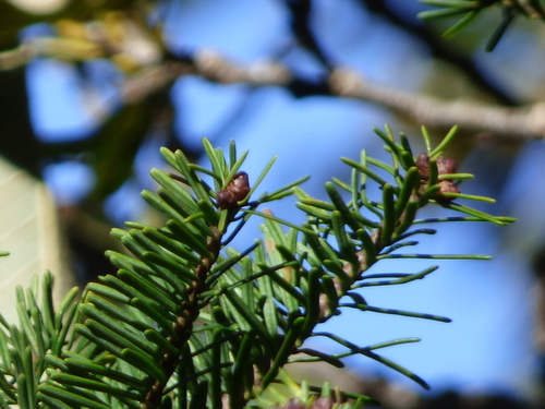 Guatemalan fir