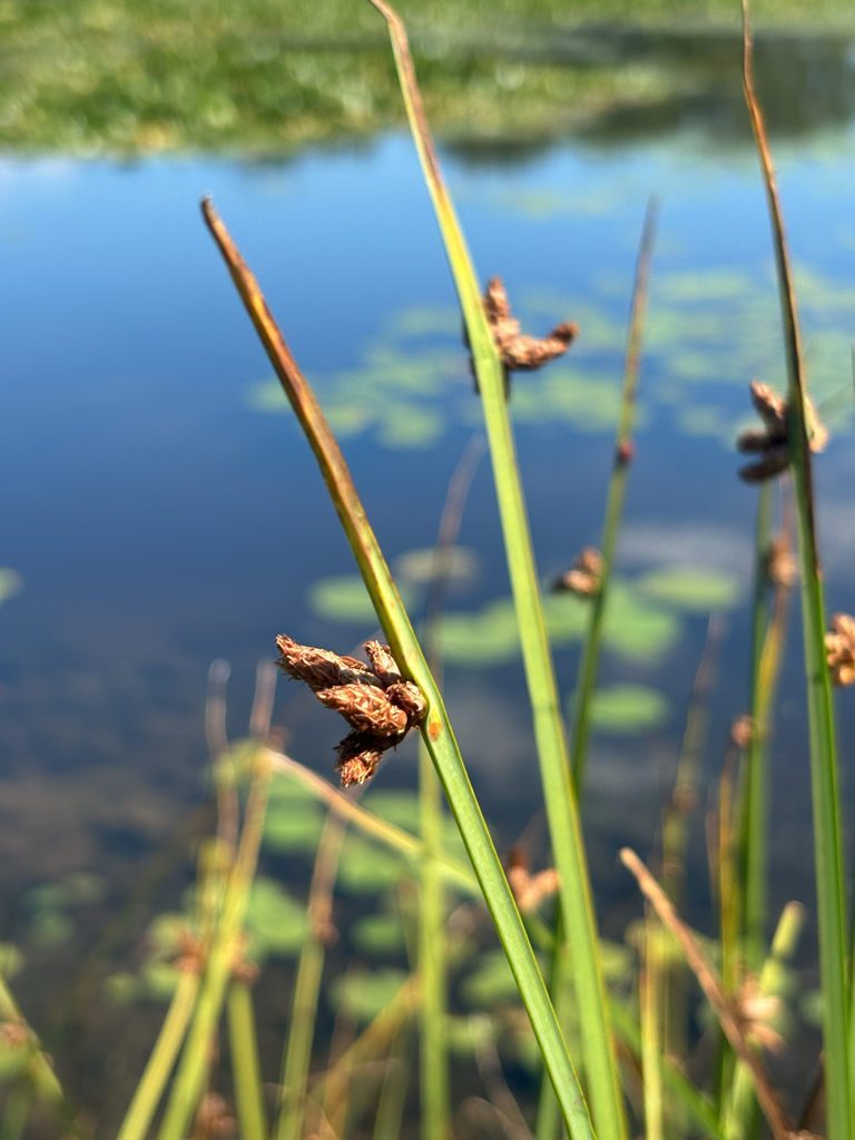 three-square bulrush