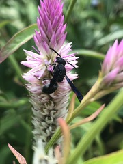 Allorhynchium chinense