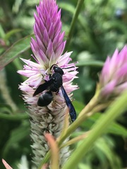 Allorhynchium chinense