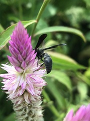 Allorhynchium chinense