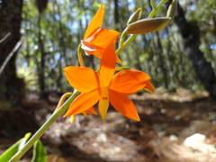 Prosthechea vitellina