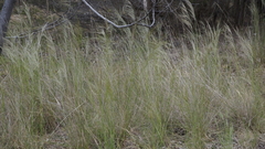 Austrostipa bigeniculata