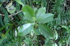 Ascarina lucida lucida