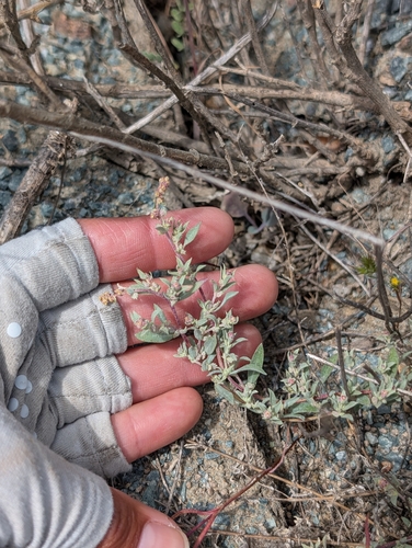 Coulter's saltbush (Atriplex coulteri)