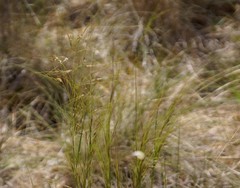 Austrostipa bigeniculata