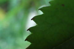 Ascarina lucida lucida