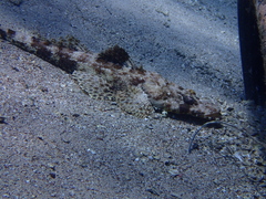 Papilloculiceps longiceps