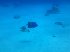 Pomacanthus maculosus