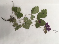 Rubus arcticus acaulis