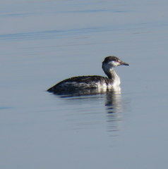 Podiceps auritus