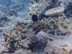 Sufflamen albicaudatum