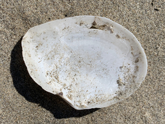 Rexithaerus secta
