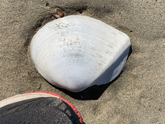 Rexithaerus secta