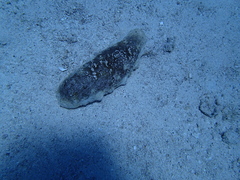Holothuria fuscogilva