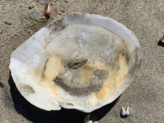 Rexithaerus secta
