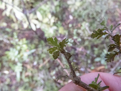 Pittosporum divaricatum
