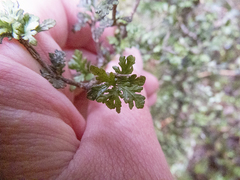 Pittosporum divaricatum
