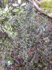 Pittosporum divaricatum