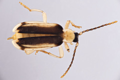Ischalia costata