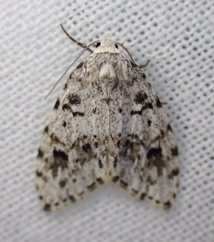 Little Shaded Lichen Moth photo 4