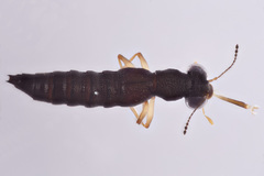 Stenus appalachianus