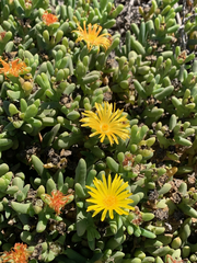 Malephora crocea