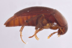 Ptomaphagus