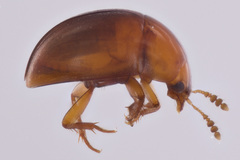 Colenis impunctata