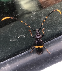 Trachyderes elegans