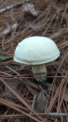 Austroboletus subflavidus image