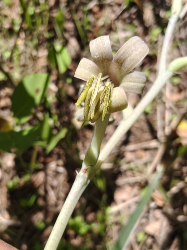 Agave singuliflora