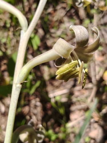 Agave singuliflora