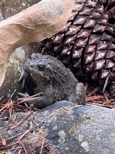 iNaturalist observation photo of Western Toad