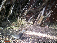 Junco hyemalis cismontanus