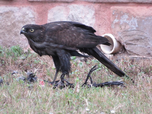 taxonomy_inaturalist image for Accipiter cooperii