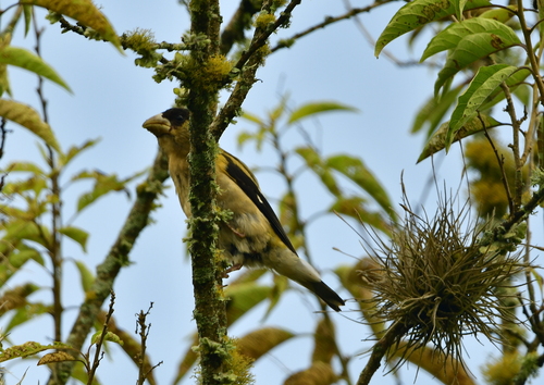 Hooded Grosbeak (Hesperiphona abeillei), photo 6