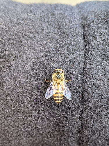 Asian Honey Bee