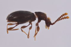 Scydmaeninae