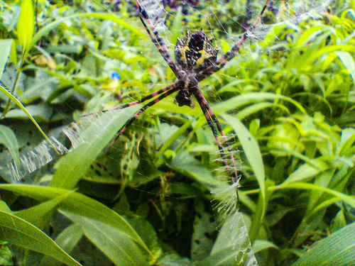 Argiope flavipalpis