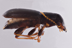 Harpalus spadiceus
