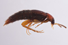 Bryoporus rufescens