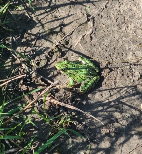 Northern Leopard Frog