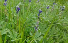 Lupinus polycarpus