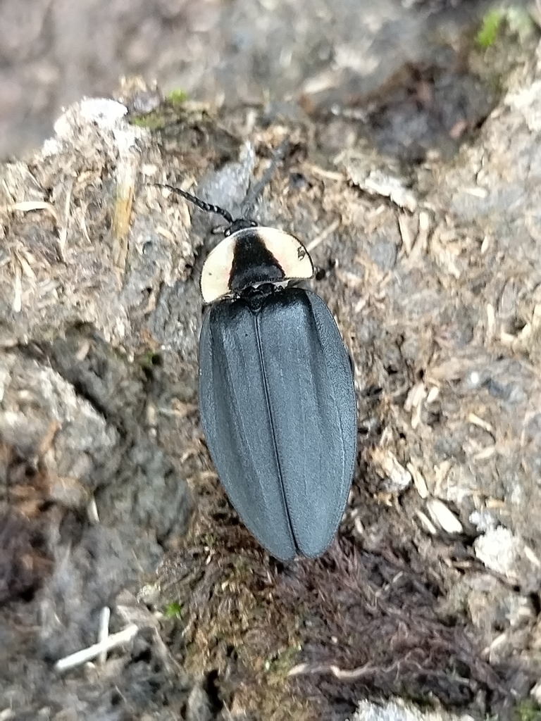 Photinus albolimbatus