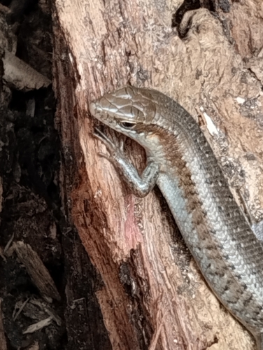 São Tomé Skink, Trachylepis thomensis