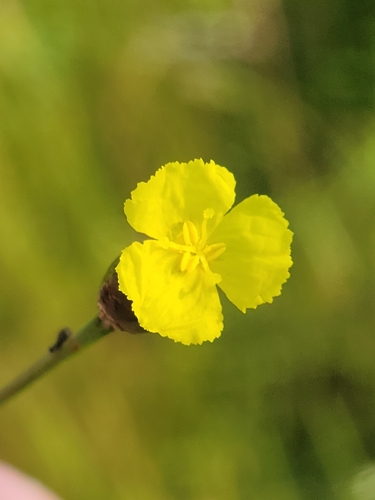 roughleaf yellow-eyed grass (Xyris scabrifolia)