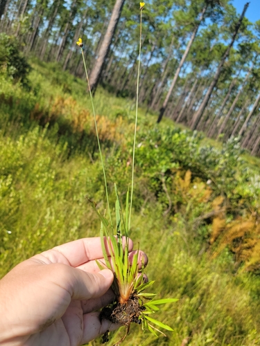 Curtiss's yellow-eyed grass (Xyris curtissii)