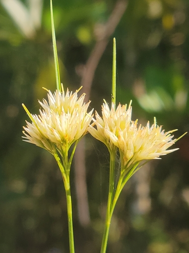 Large Beakrush (Rhynchospora macra)